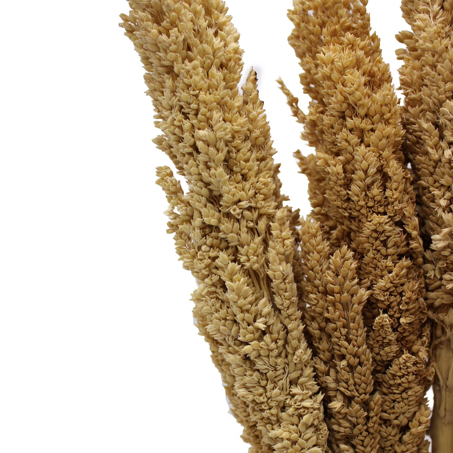 Cantal Grass Bunch - Natural